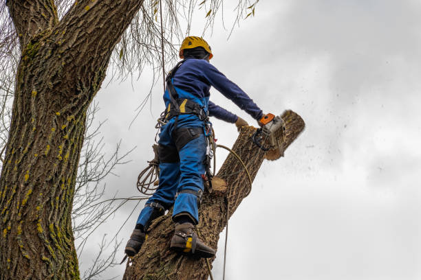 Trusted Cherokee, OK  Tree Services Experts