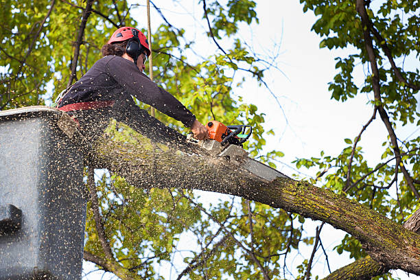 Best Tree Risk Assessment  in Cheree, OK