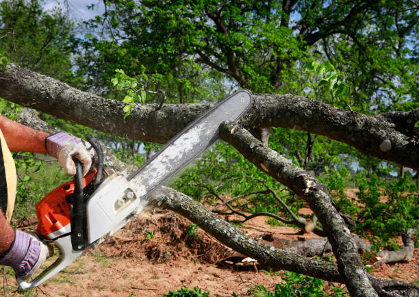 Tree and Shrub Care in Cherokee, OK